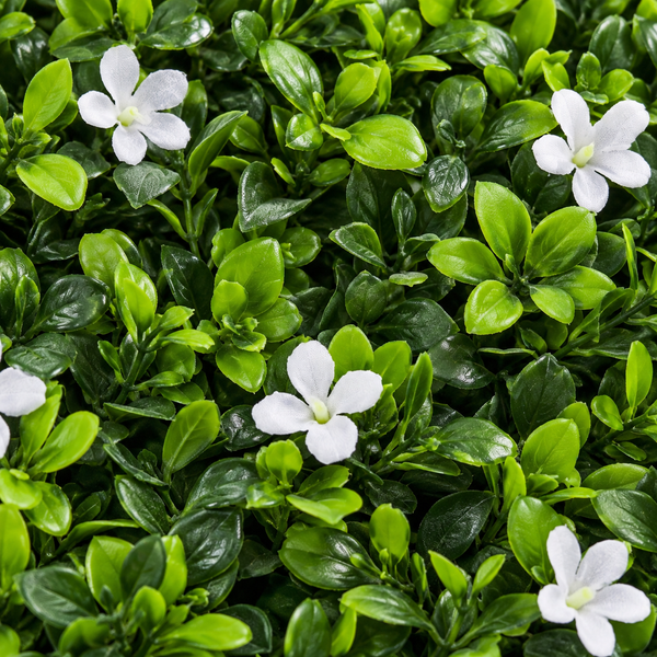 Green Wall Hedge with Green Leaf Foliage and Small White Flowers (Pack of 4) 50cm x 50cm - A1268
