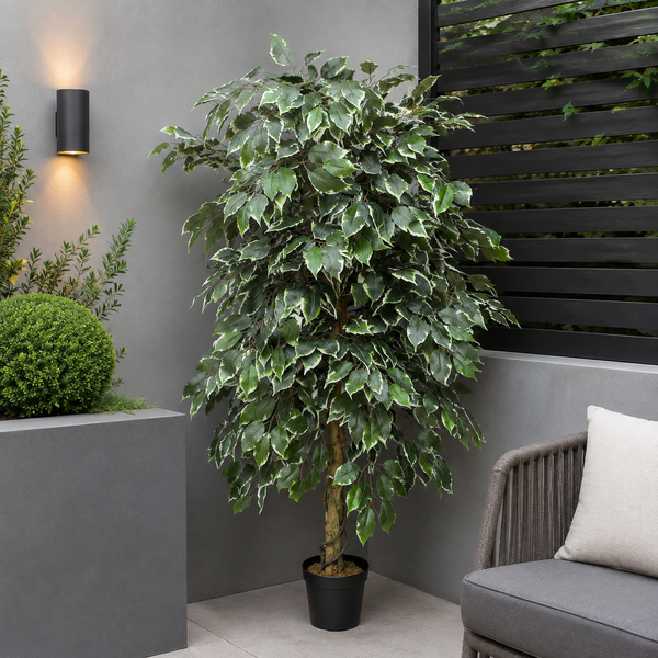 Variegated Ficus Tree in Black Pot 160cm/5ft - A1271