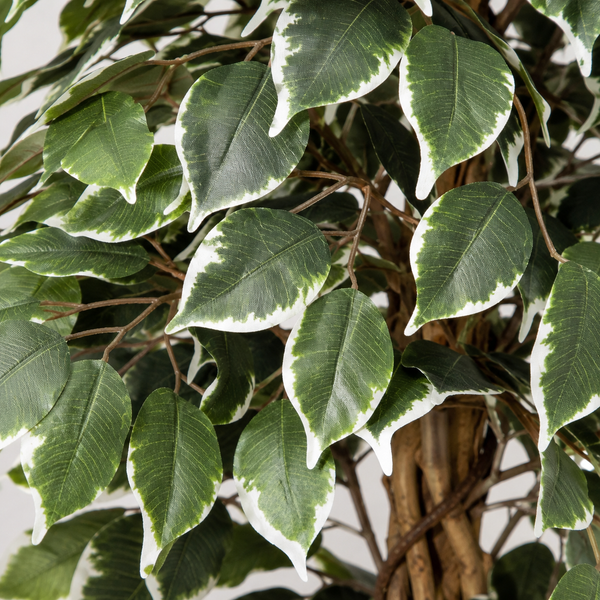Variegated Ficus Tree in Black Pot 160cm/5ft - A1271