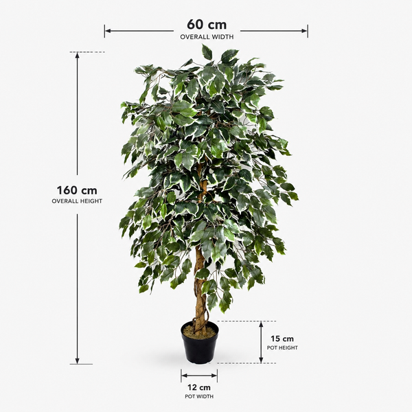 Variegated Ficus Tree in Black Pot 160cm/5ft - A1271