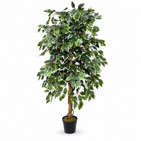 Variegated Ficus Tree in Black Pot 160cm/5ft - A1271