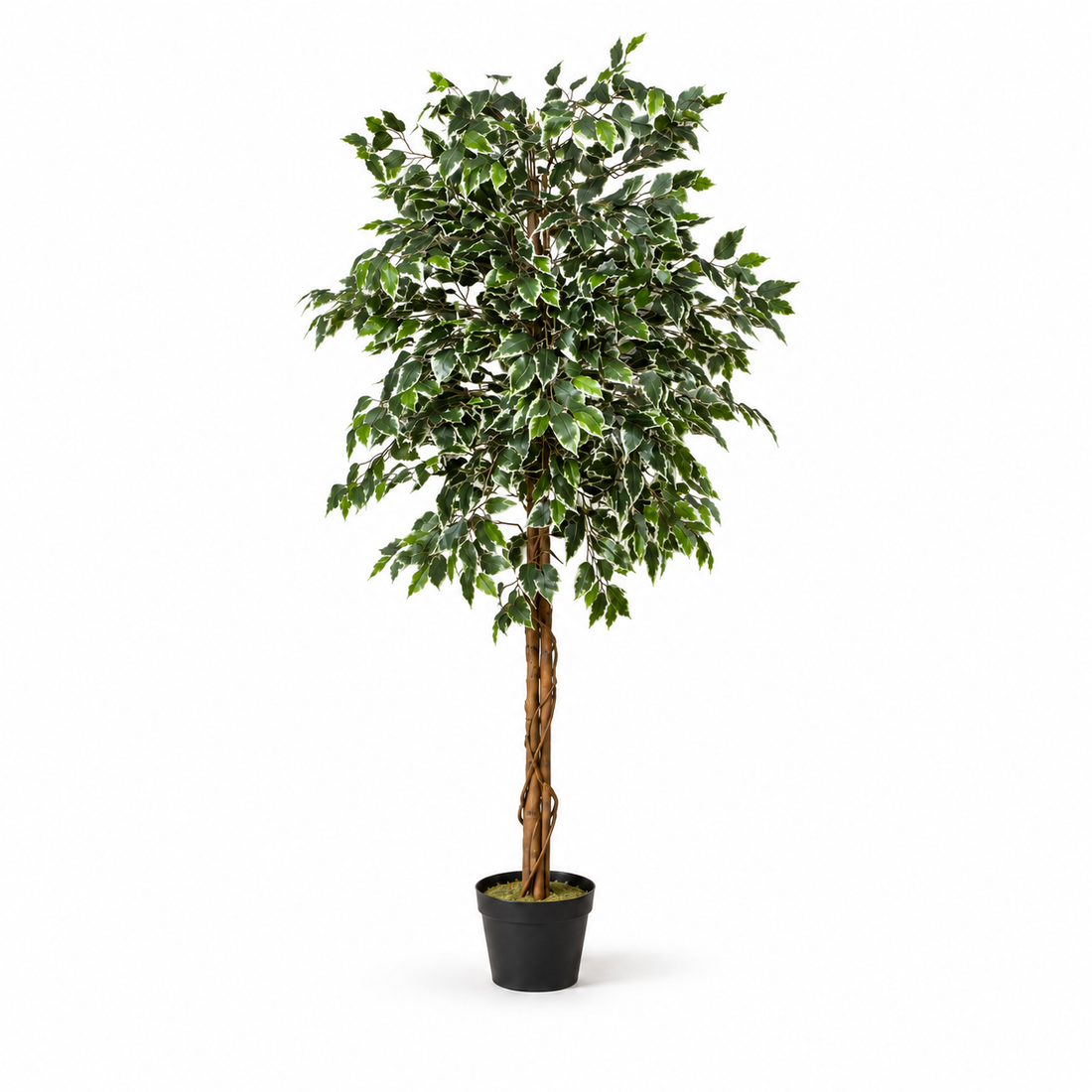 Variegated Ficus Tree in Black Pot 180cm/6ft - A1272