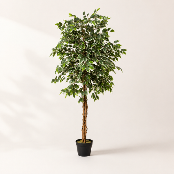 Variegated Ficus Tree in Black Pot 180cm/6ft - A1272