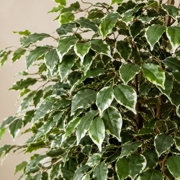 Variegated Ficus Tree in Black Pot 180cm/6ft - A1272
