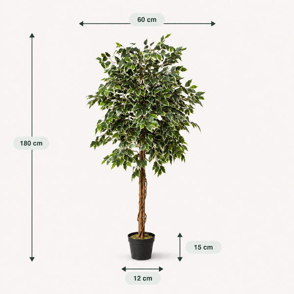 Variegated Ficus Tree in Black Pot 180cm/6ft - A1272