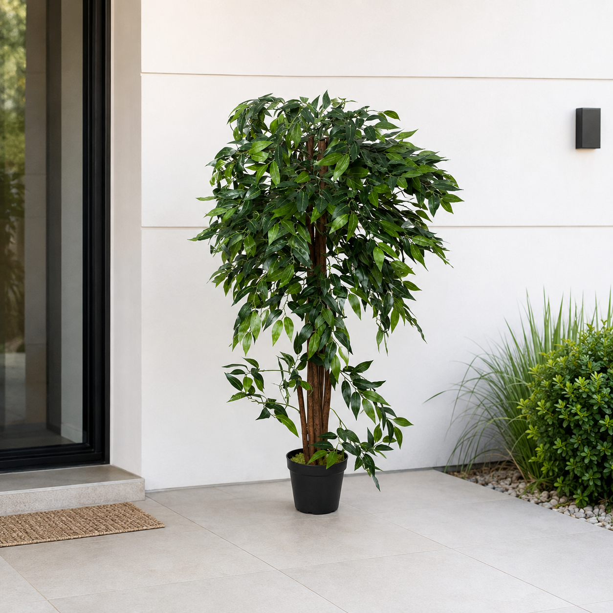Ficus Weeping Fig Tree in Black Pot 140cm/4ft - A1273