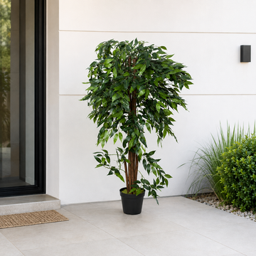 Ficus Weeping Fig Tree in Black Pot 140cm/4ft - A1273