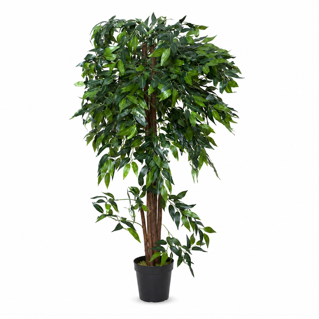Ficus Weeping Fig Tree in Black Pot 140cm/4ft - A1273