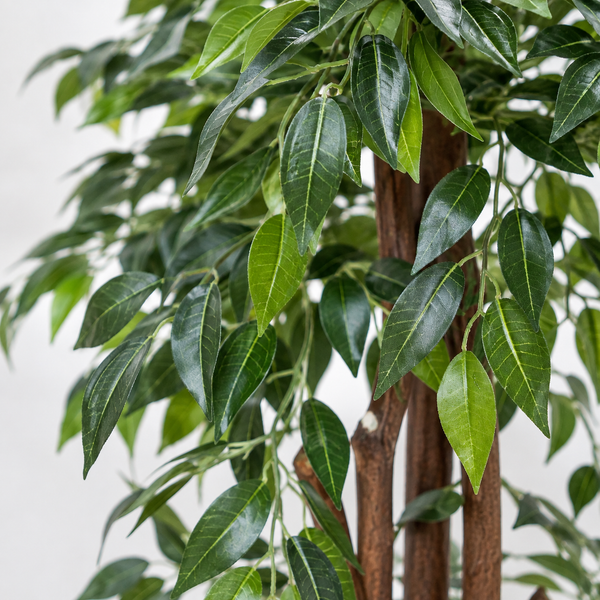 Ficus Weeping Fig Tree in Black Pot 140cm/4ft - A1273