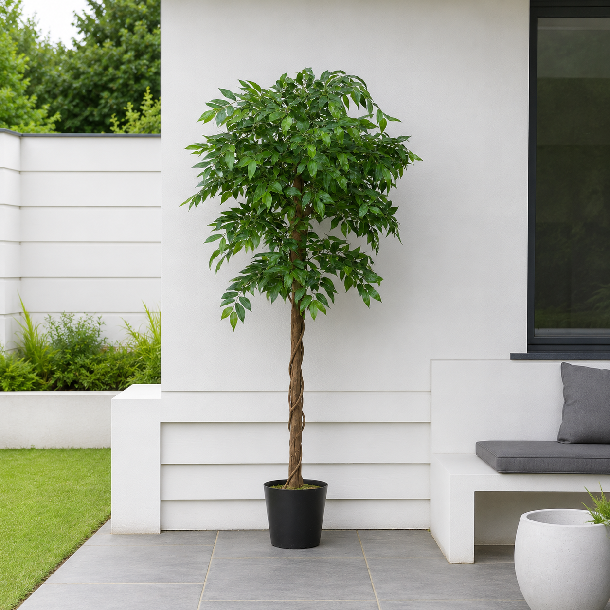 Ficus Weeping Fig Tree Potted Plant 160cm/5ft - A1274