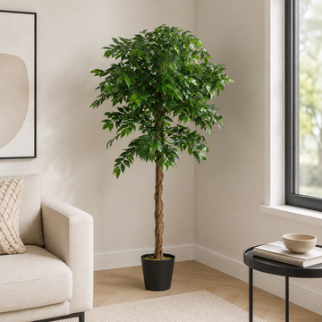 Ficus Weeping Fig Tree Potted Plant 160cm/5ft - A1274