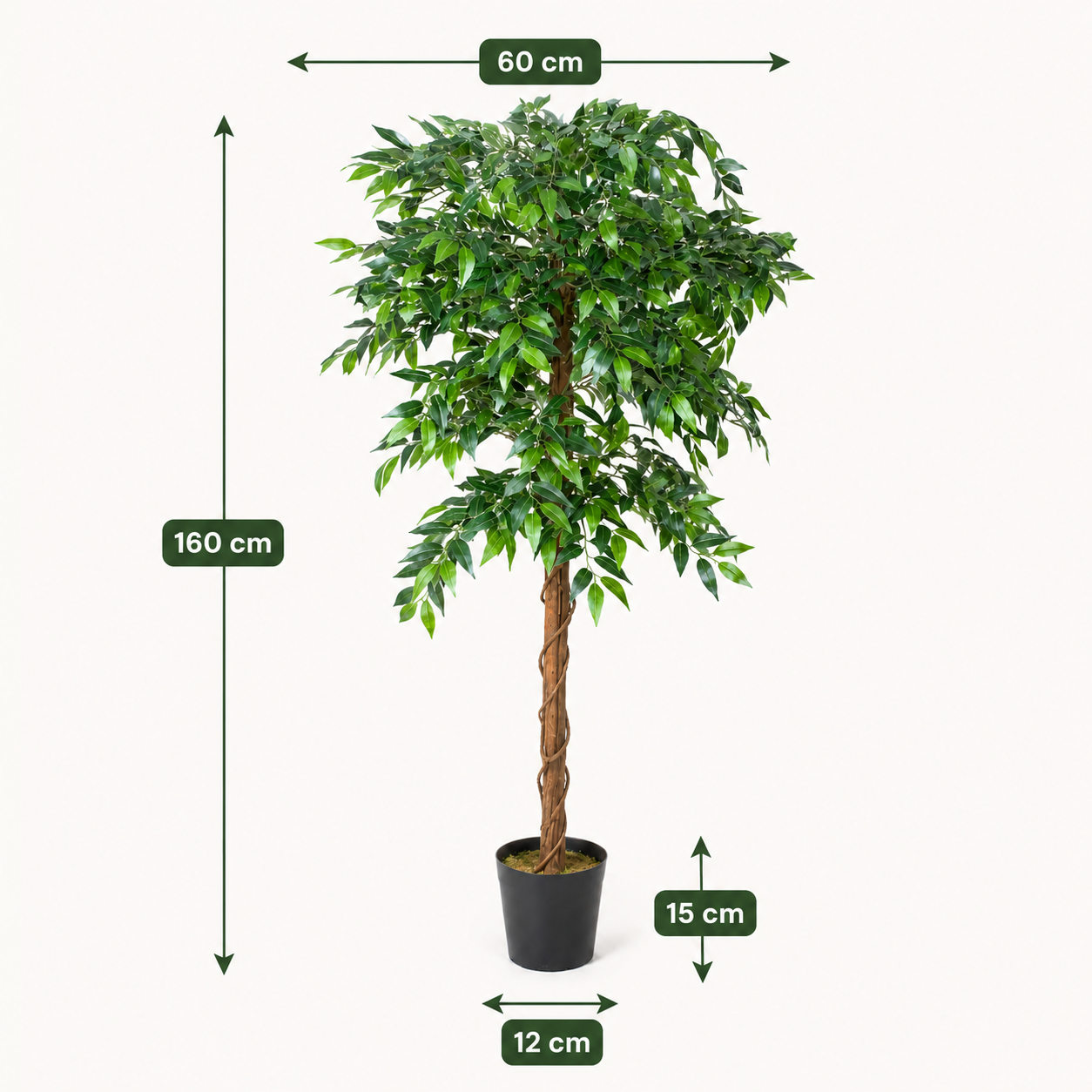 Ficus Weeping Fig Tree Potted Plant 160cm/5ft - A1274