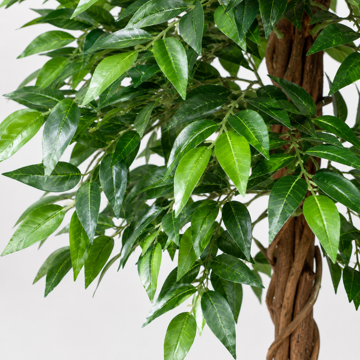 Ficus Weeping Fig Tree Potted Plant 160cm/5ft - A1274