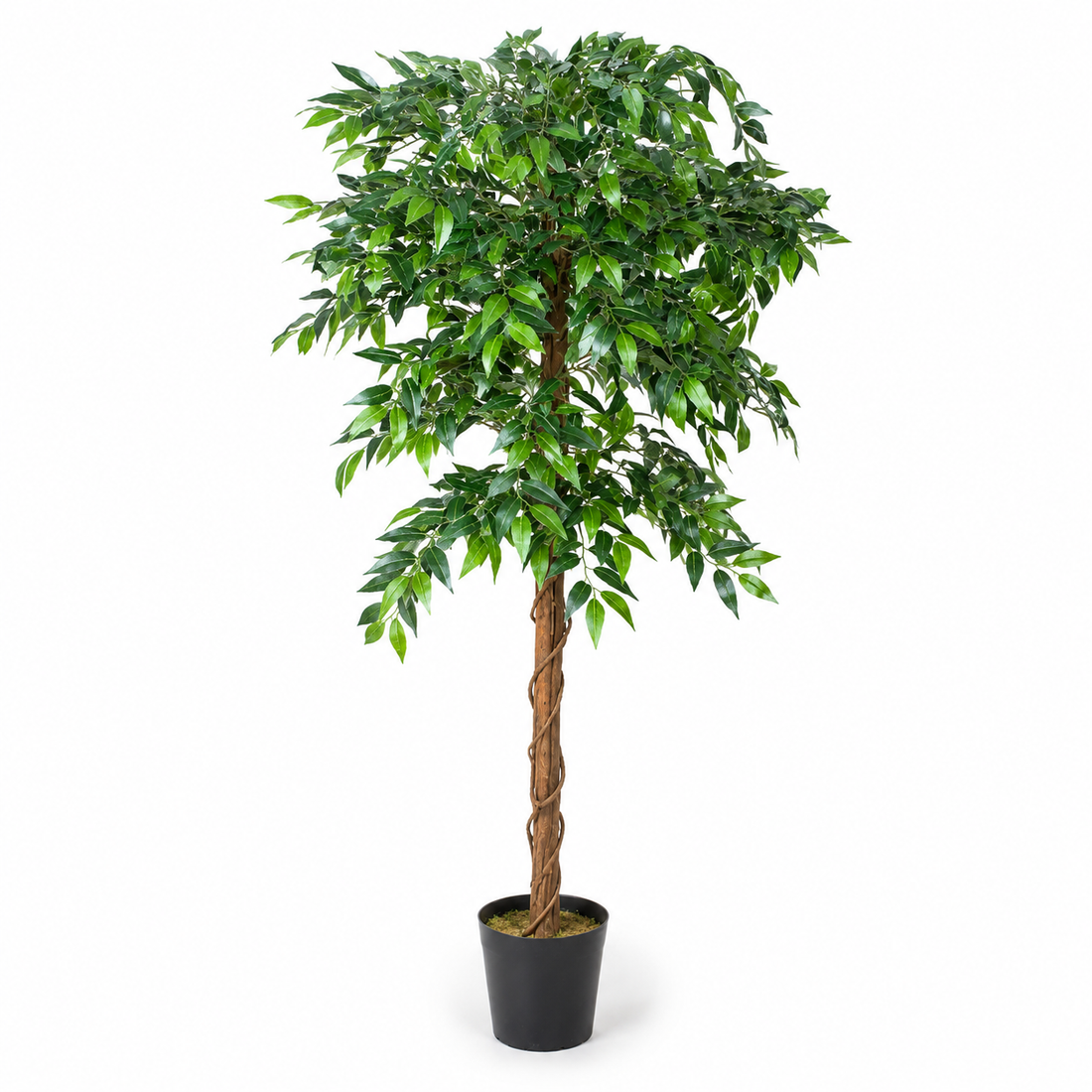 Ficus Weeping Fig Tree Potted Plant 160cm/5ft - A1274