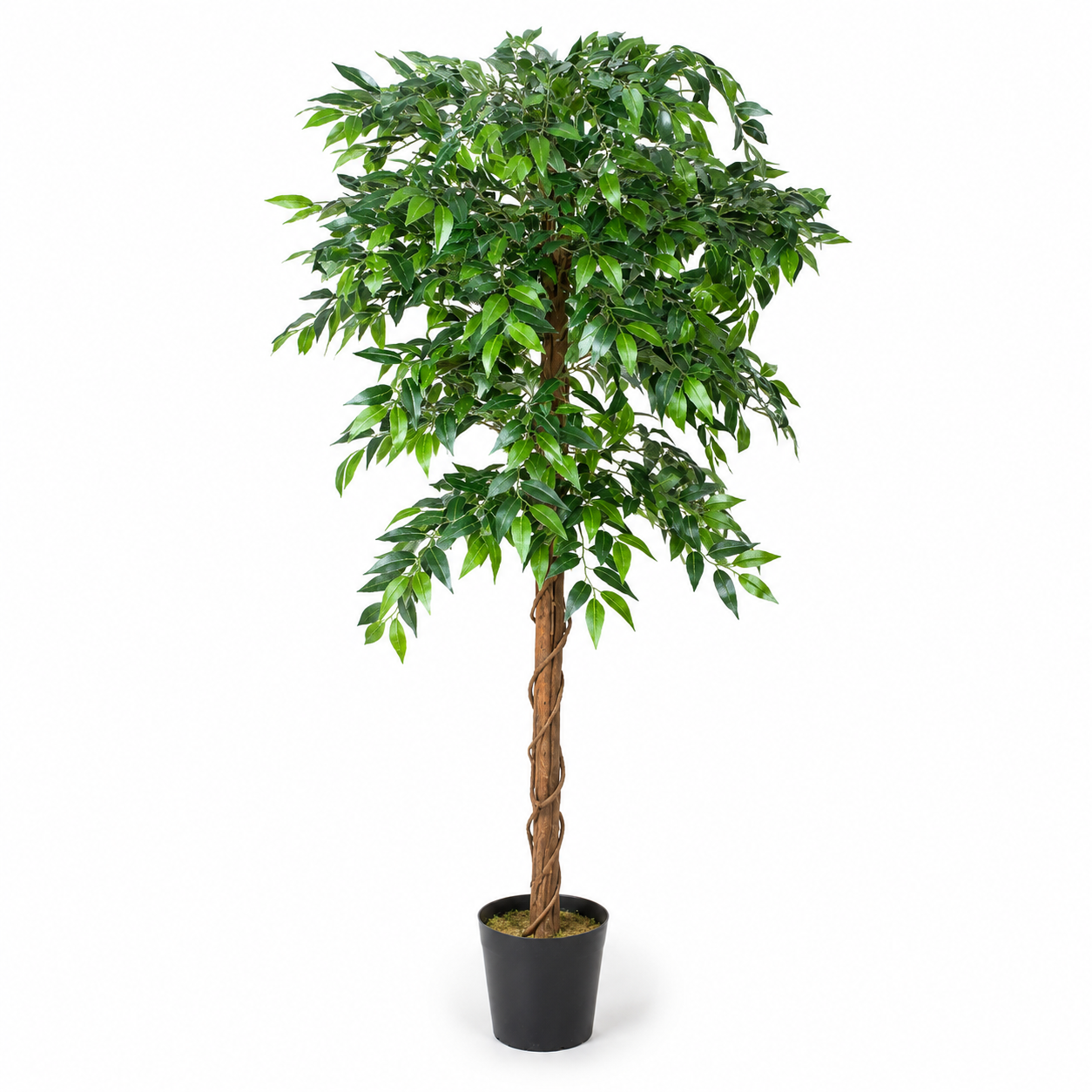Ficus Weeping Fig Tree Potted Plant 160cm/5ft - A1274