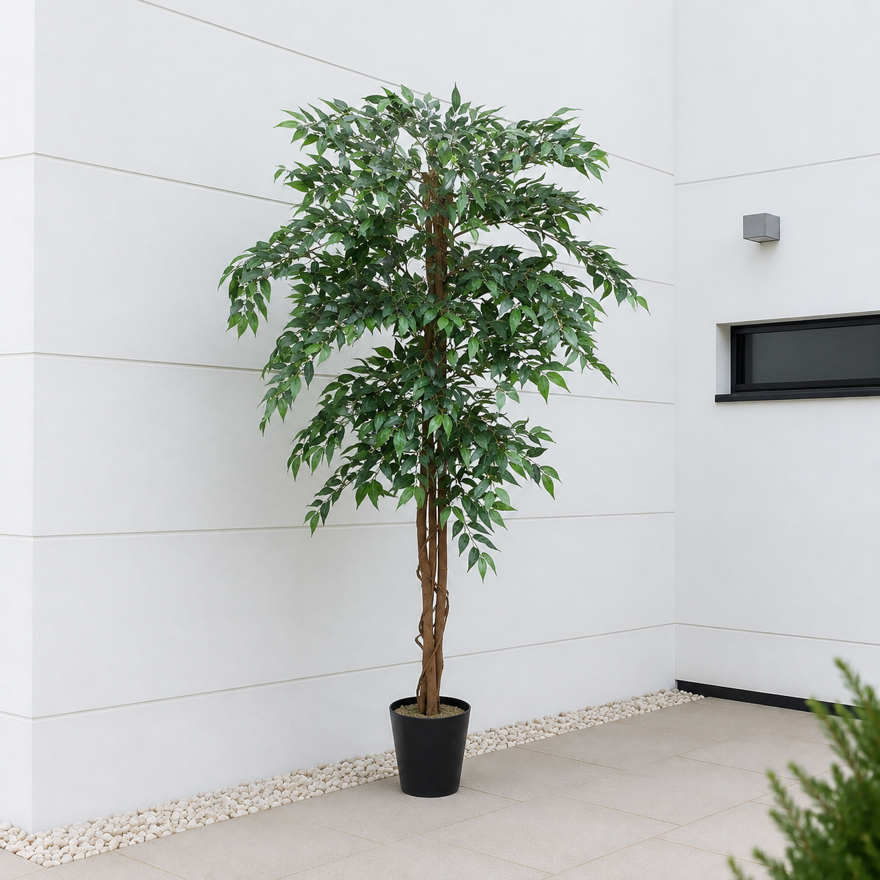 Ficus Weeping Fig Tree Potted Plant 180cm/6ft - A1275