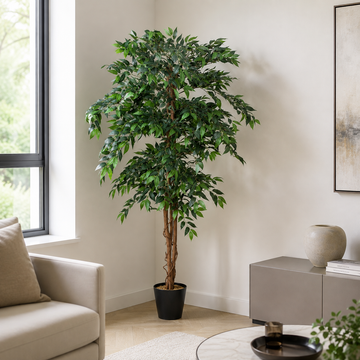 Ficus Weeping Fig Tree Potted Plant 180cm/6ft - A1275