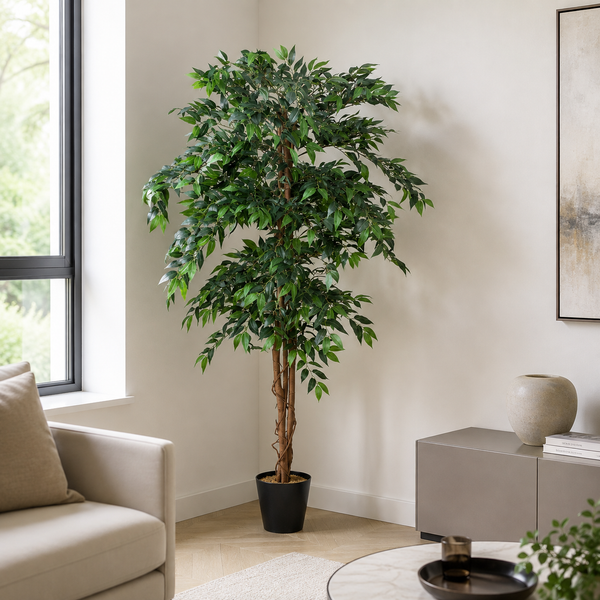Ficus Weeping Fig Tree Potted Plant 180cm/6ft - A1275