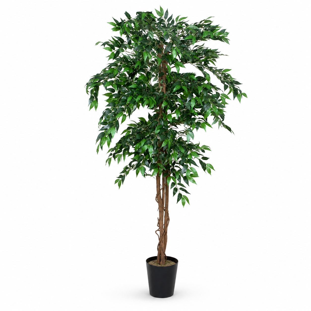 Ficus Weeping Fig Tree Potted Plant 180cm/6ft - A1275