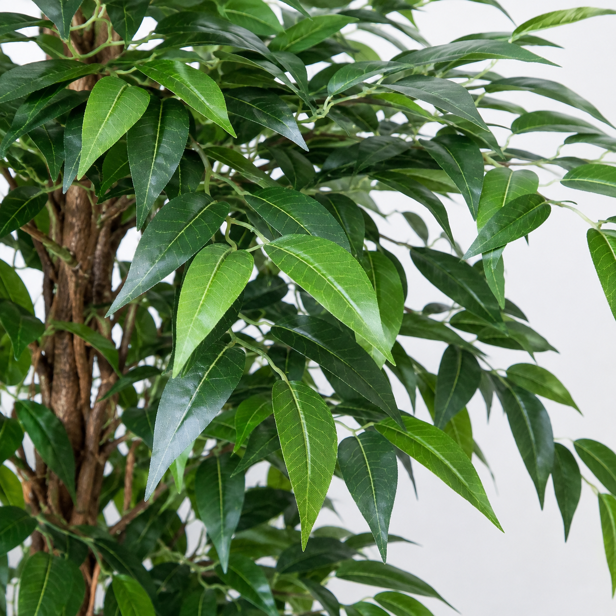 Ficus Weeping Fig Tree Potted Plant 180cm/6ft - A1275