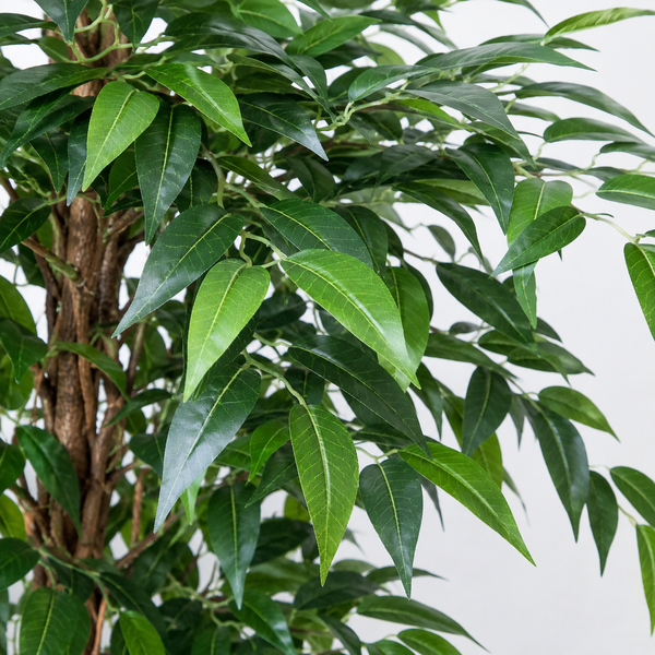 Ficus Weeping Fig Tree Potted Plant 180cm/6ft - A1275