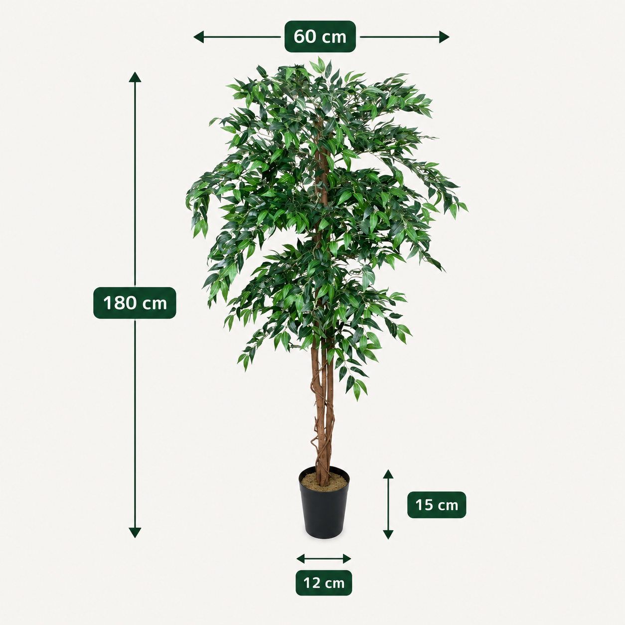 Ficus Weeping Fig Tree Potted Plant 180cm/6ft - A1275
