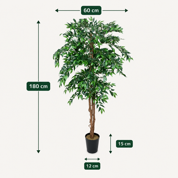 Ficus Weeping Fig Tree Potted Plant 180cm/6ft - A1275