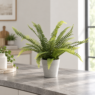 Boston Fern in Grey Melamine Pot 45cm/18in - A1290