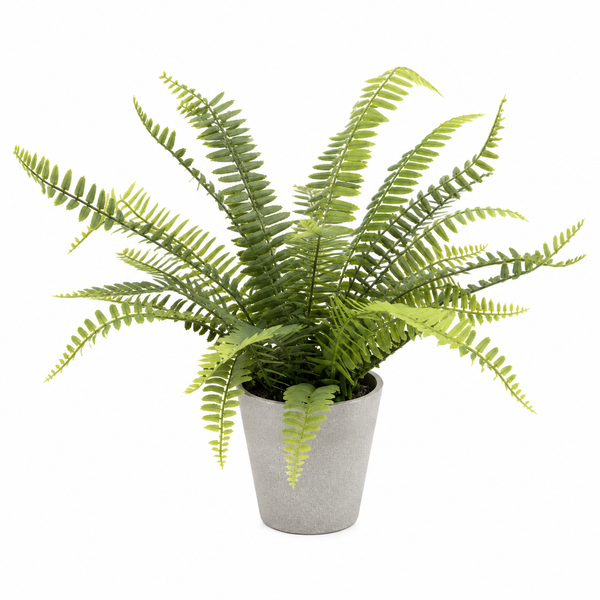 Boston Fern in Grey Melamine Pot 45cm/18in - A1290