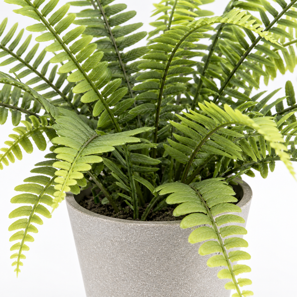 Boston Fern in Grey Melamine Pot 45cm/18in - A1290