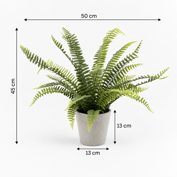 Boston Fern in Grey Melamine Pot 45cm/18in - A1290