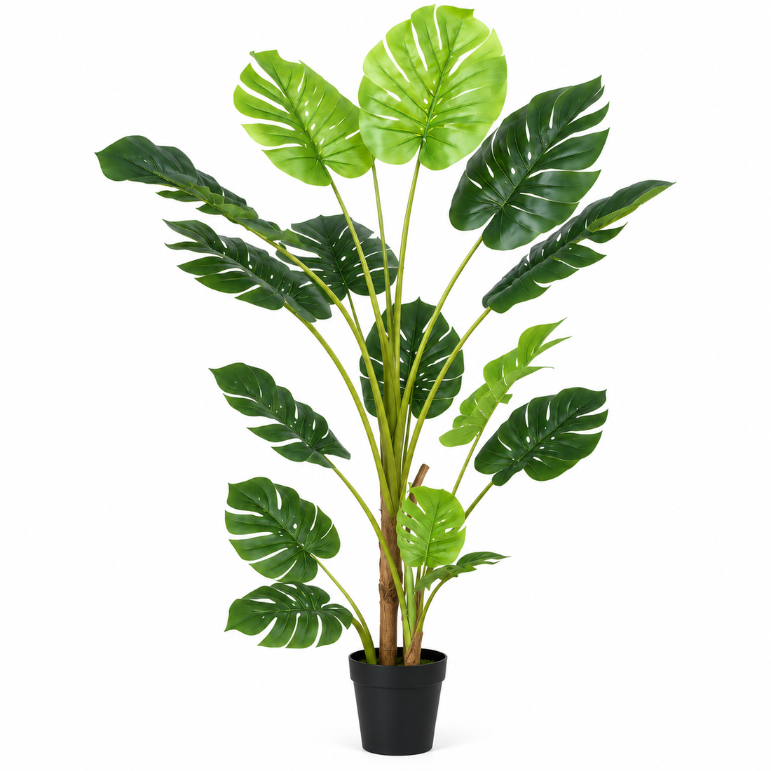 Tropical Monstera Tree in Black Pot 150cm/60in - A1291