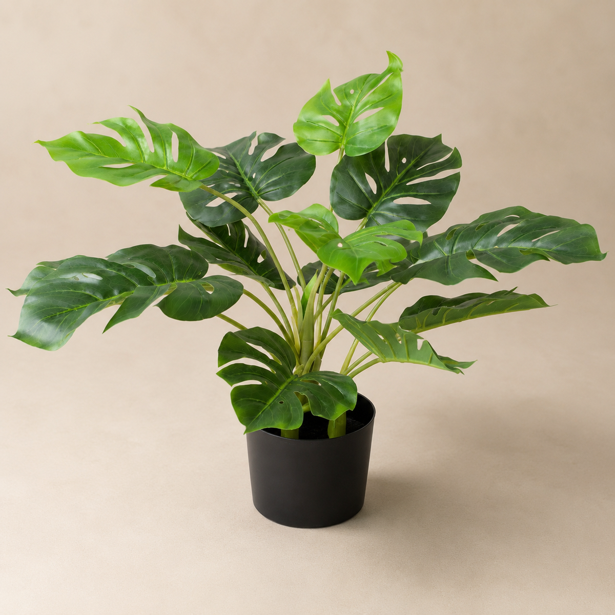 Tropical Monstera Tree in Black Pot 55cm/22in - A1292