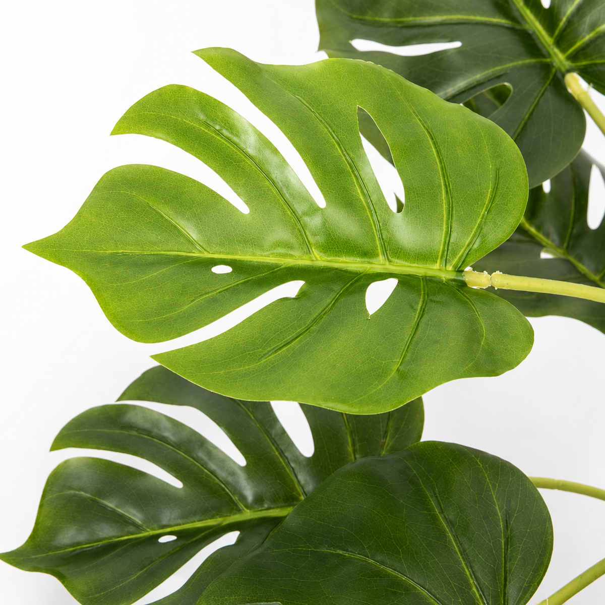 Tropical Monstera Tree in Black Pot 55cm/22in - A1292