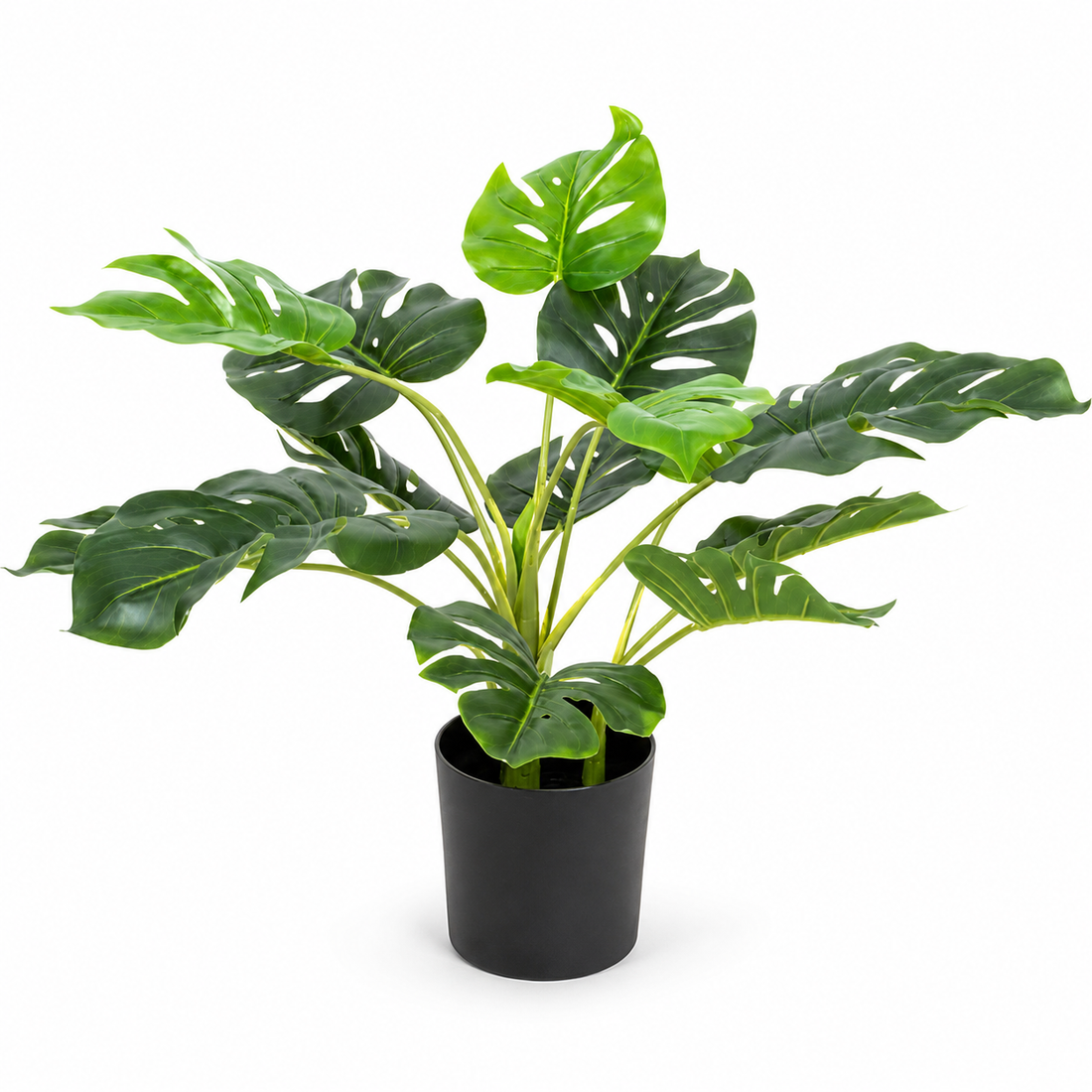 Tropical Monstera Tree in Black Pot 55cm/22in - A1292
