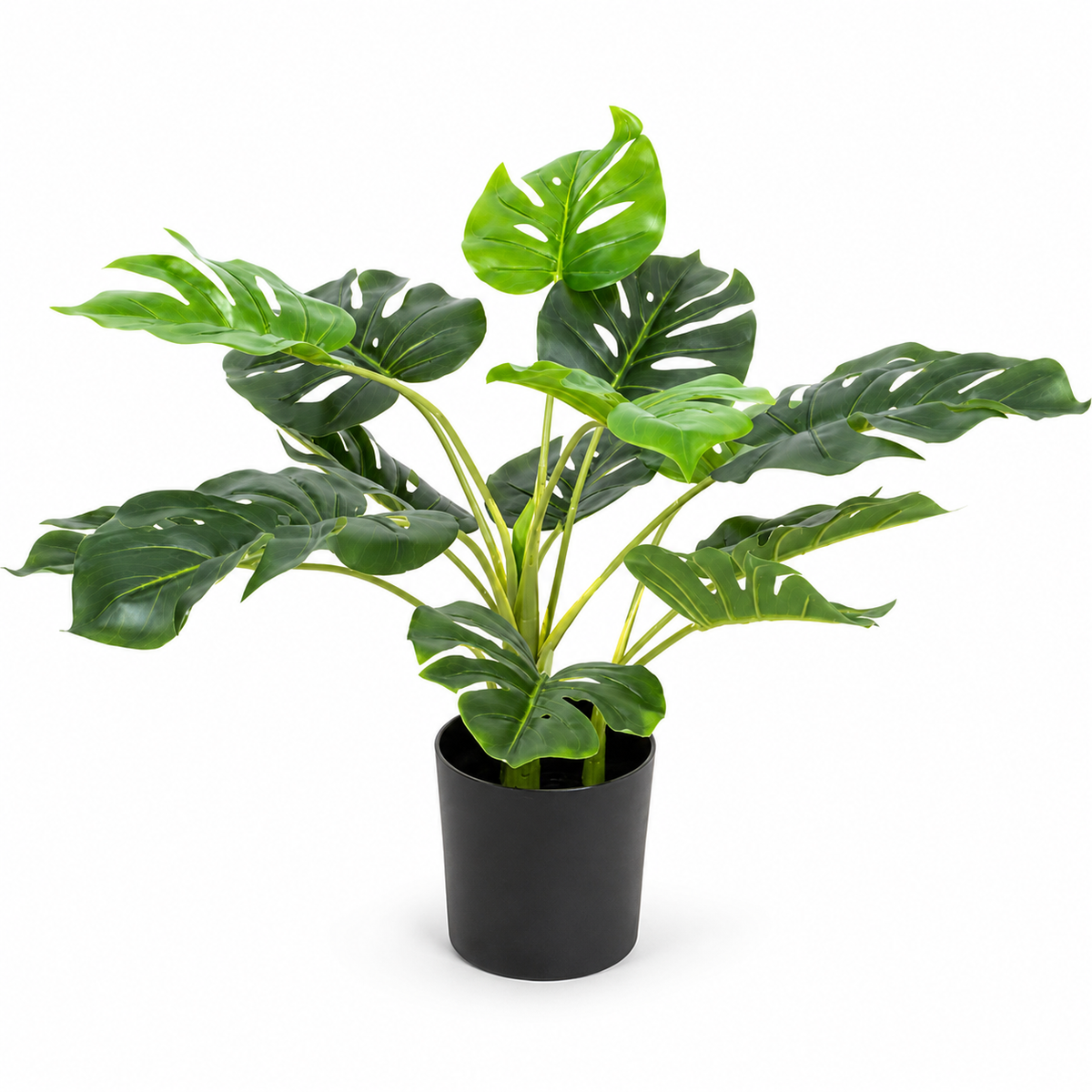 Tropical Monstera Tree in Black Pot 55cm/22in - A1292