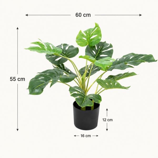 Tropical Monstera Tree in Black Pot 55cm/22in - A1292