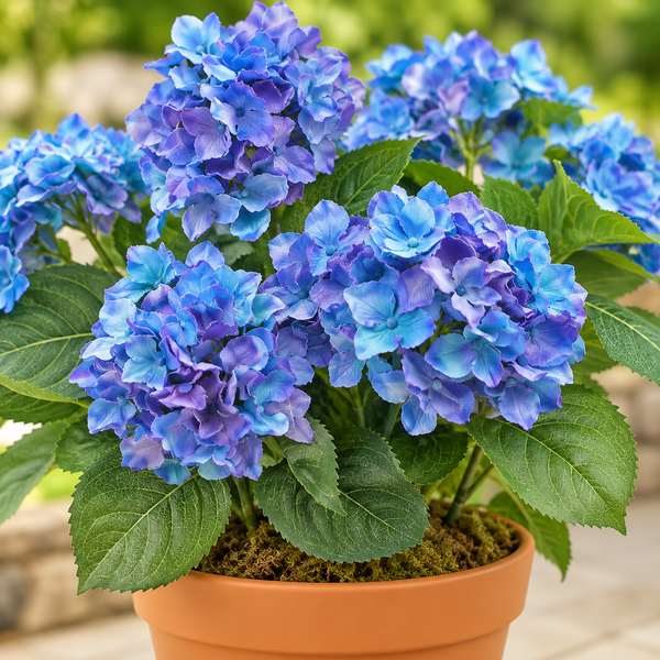 Blue Hydrangea in Terracotta Pot 50cm/20in - A1307