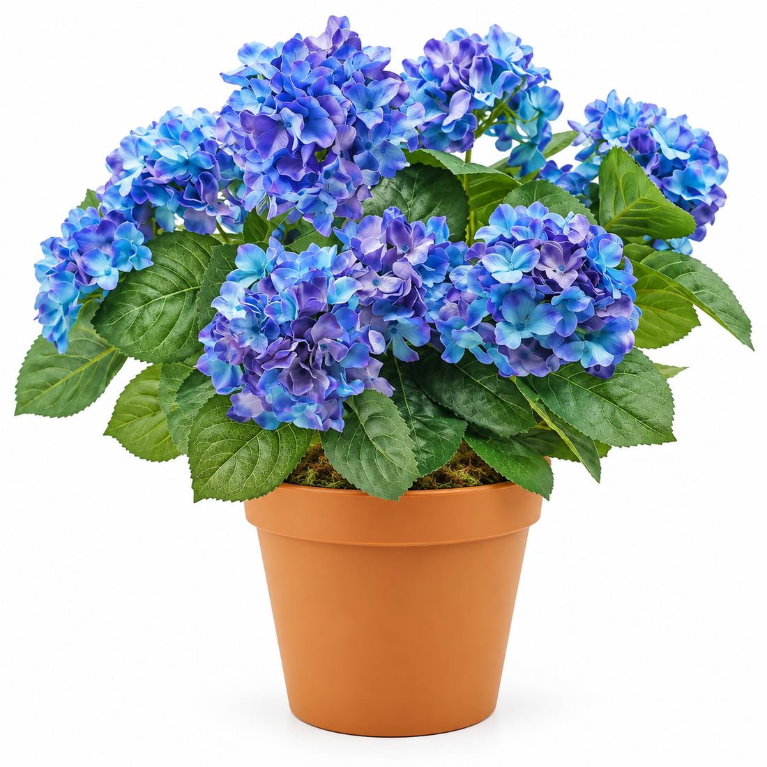 Blue Hydrangea in Terracotta Pot 50cm/20in - A1307