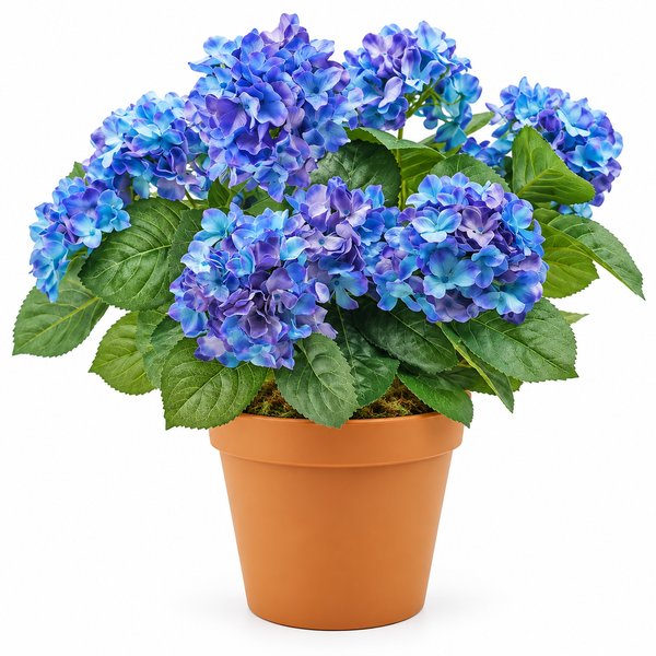 Blue Hydrangea in Terracotta Pot 50cm/20in - A1307