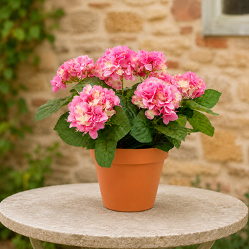 Pink Hydrangea in Terracotta Pot 50cm/20in - A1308