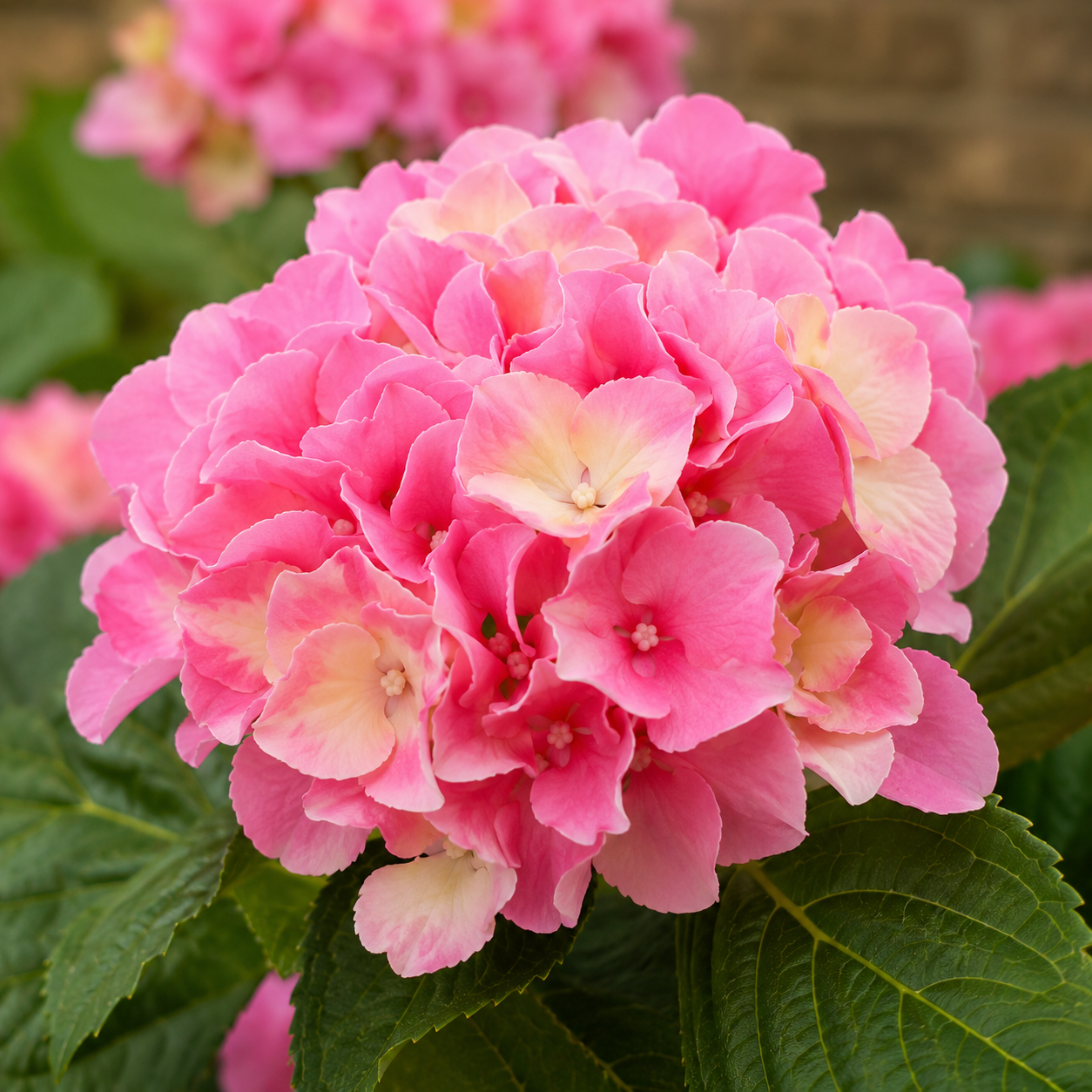 Pink Hydrangea in Terracotta Pot 50cm/20in - A1308