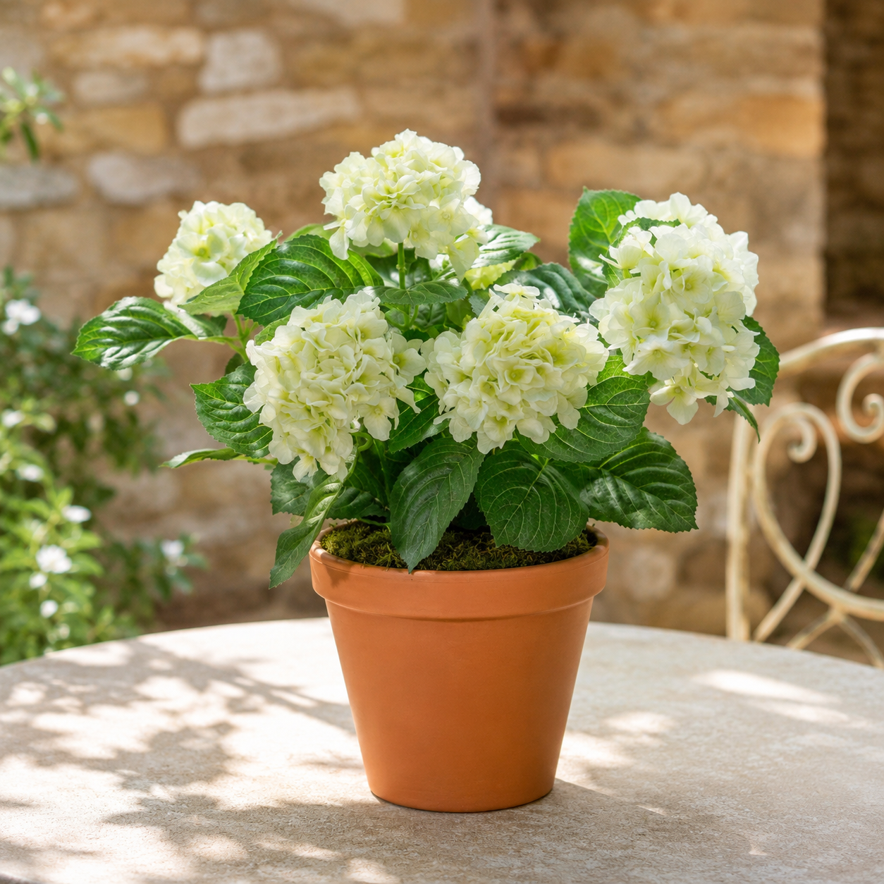 White Hydrangea in Terracotta Pot 50cm/20in - A1309
