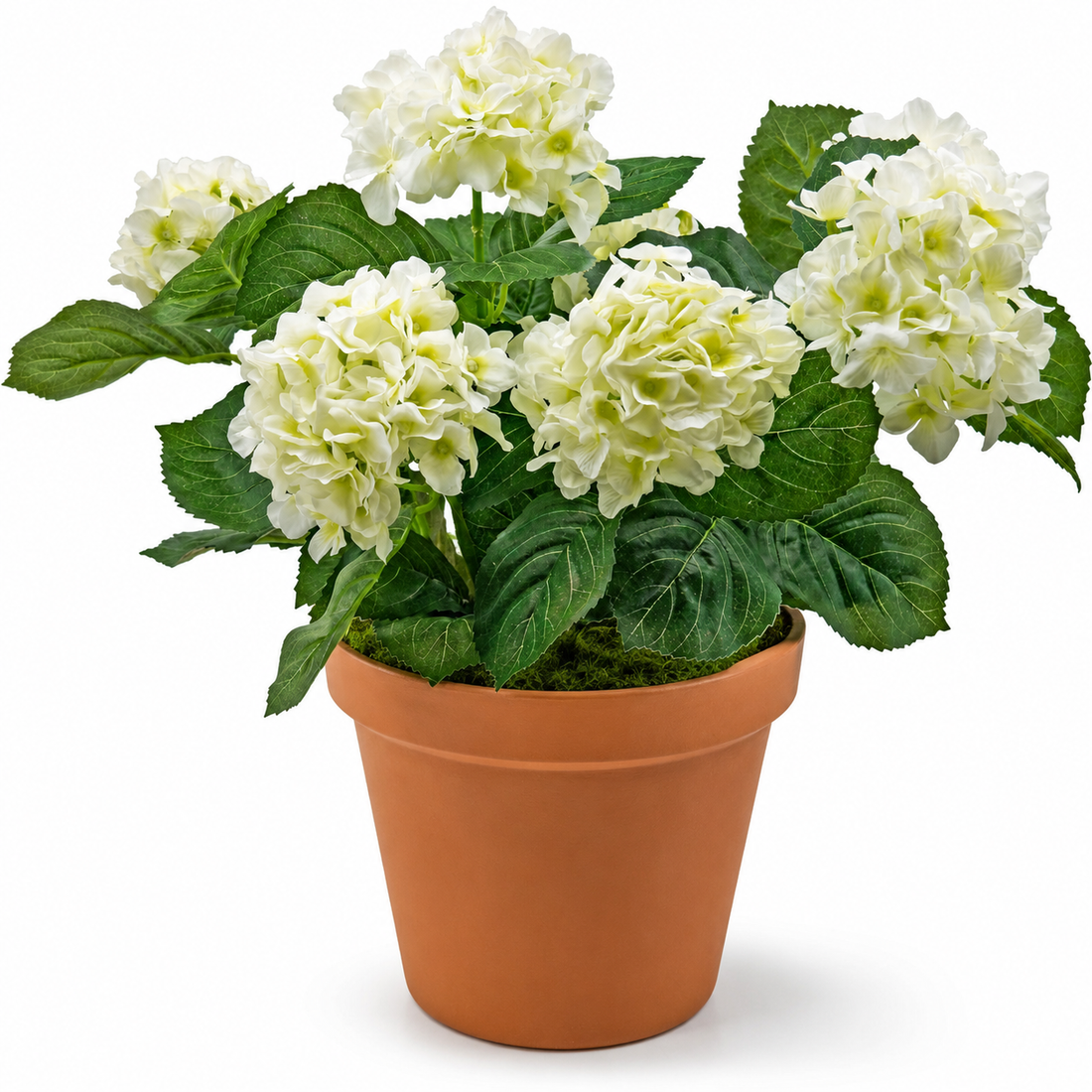 White Hydrangea in Terracotta Pot 50cm/20in - A1309