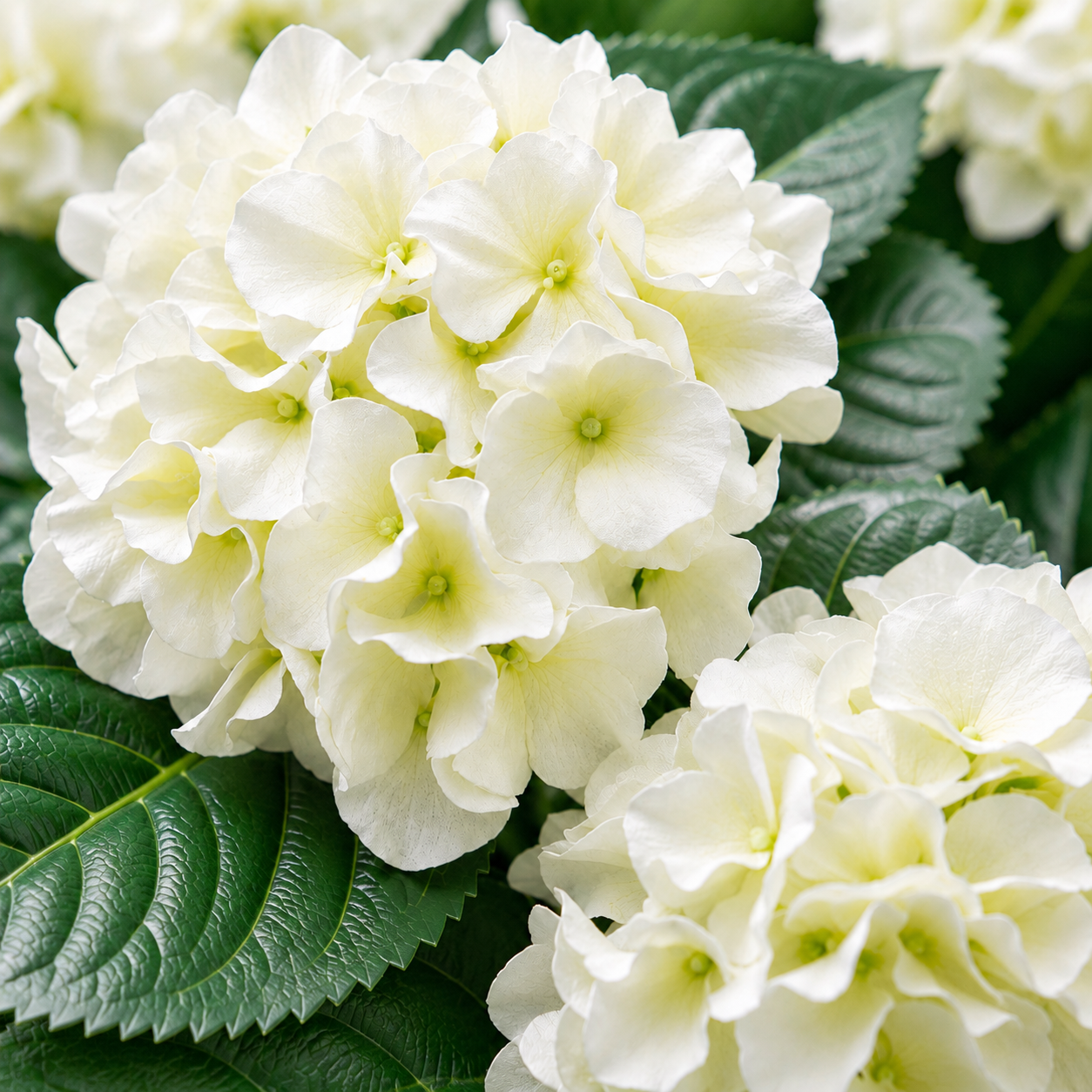White Hydrangea in Terracotta Pot 50cm/20in - A1309