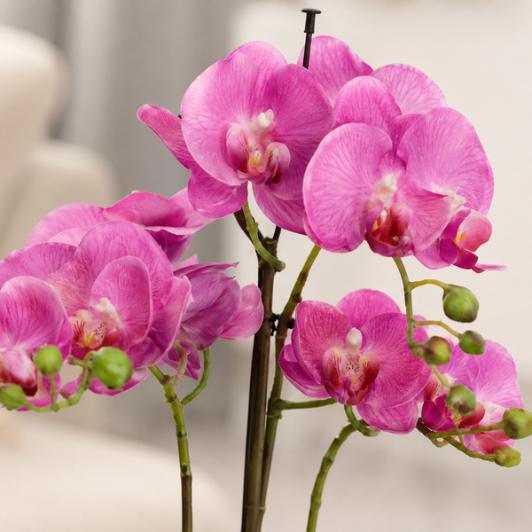 Elegant Real Touch Large Triple Stem Pink Potted Orchid in Round White Ceramic Pot (65cm) - A1317