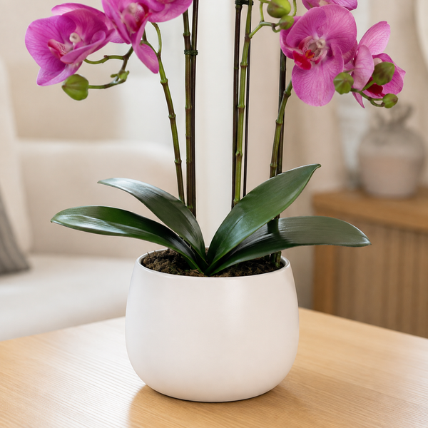 Elegant Real Touch Large Triple Stem Pink Potted Orchid in Round White Ceramic Pot (65cm) - A1317