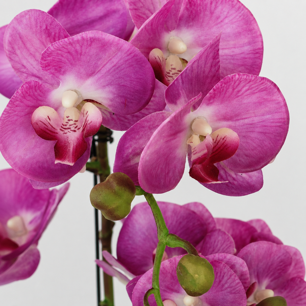 Elegant Real Touch Large Single Stem Pink Potted Orchid in Round White Ceramic Pot (65cm) - A1318