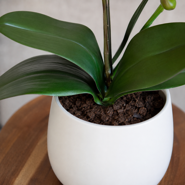 Elegant Real Touch Large Single Stem Pink Potted Orchid in Round White Ceramic Pot (65cm) - A1318