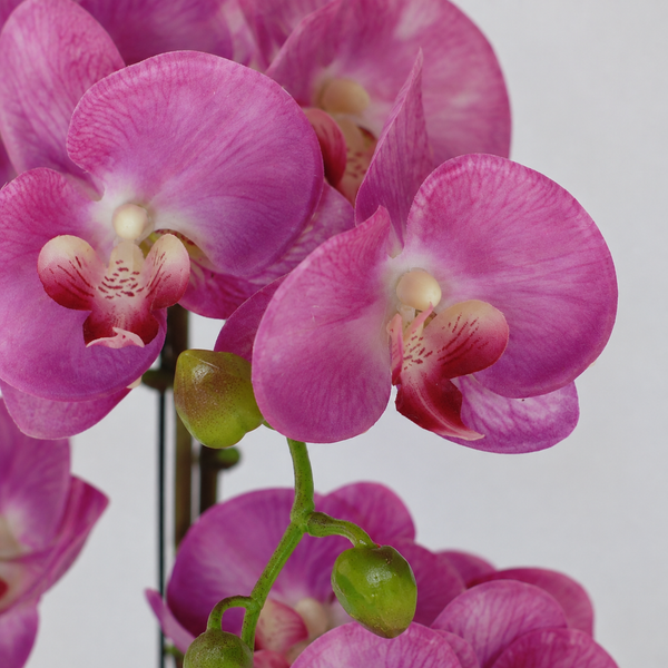 Elegant Real Touch Large Six Stem Butterfly Pink Potted Orchid in Decorative Silver Ceramic Pot (65cm)- A1319